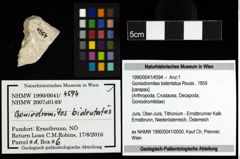 Foto (Objekt + Etiketten) von Goniodromites bidentatus (Reuss, 1859) 